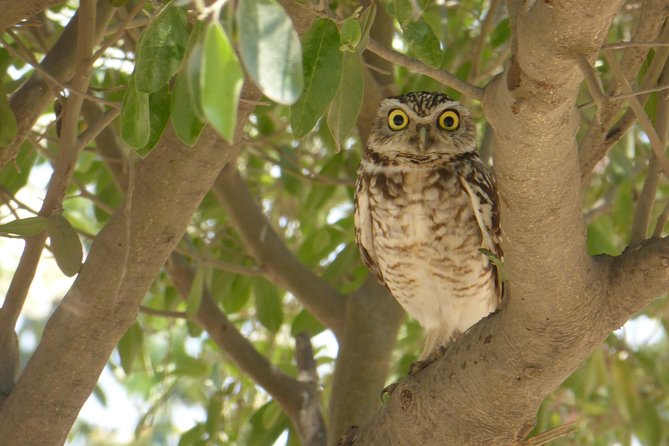 Nature Tour, Pómac Forest With Picnic Breakfast Included. - Common Questions