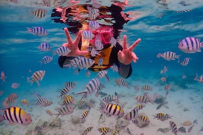 Nemo Island Experience With Drone Photos and Lunch - Customer Reviews of Nemo Island Experience