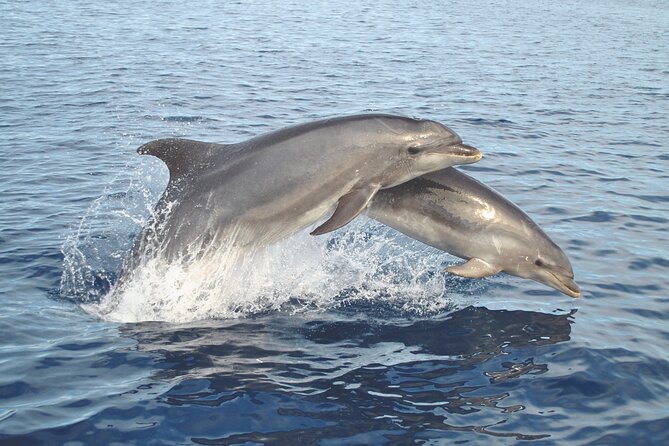 NEW Lagos-Watching Dolphins and Benagil Cave With Biologists - Weather Dependence and Refunds