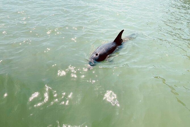 New Smyrna Dolphin and Manatee Adventure Tour - The Sum Up