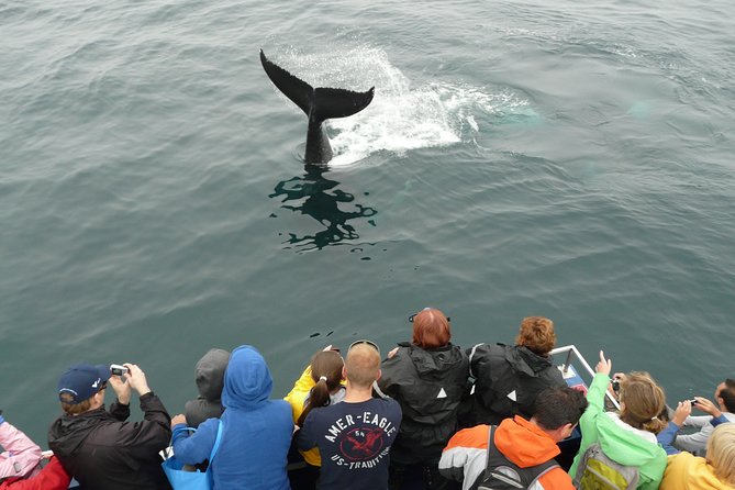 Newfoundland Puffin and Whale Watch Cruise - Puffins
