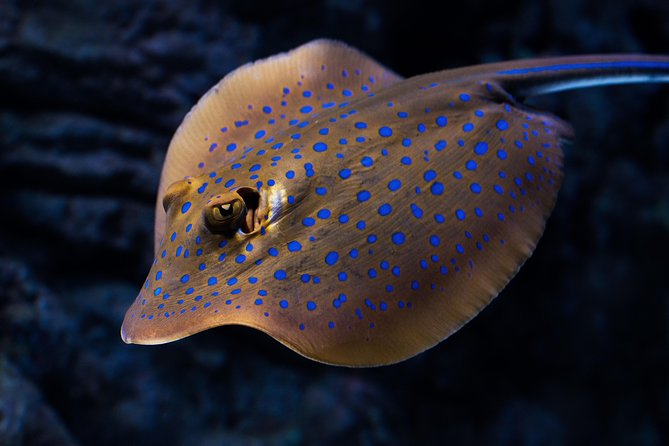 Night at the Aquarium Tour & 2 Course Dinner - The Sum Up