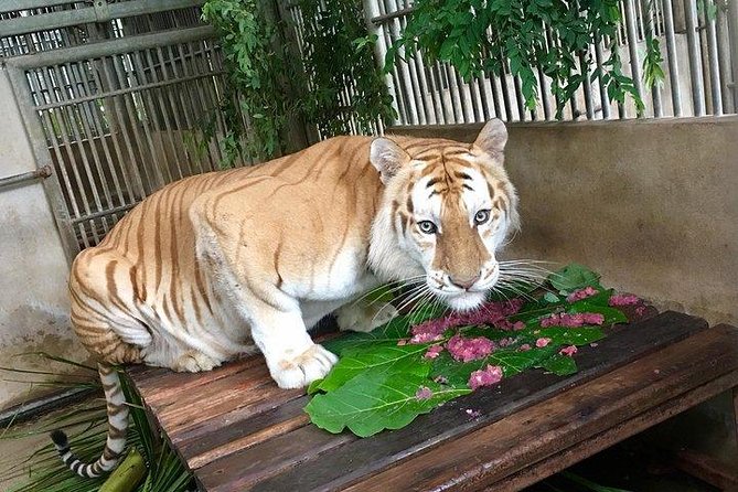 Night Safari From Chiangmai - SPECIAL DEAL - Common Questions
