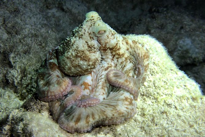 Night Snorkeling - Observation of Octopus and Other Species - Minimum Traveler Requirement