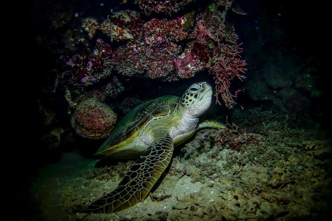 Night-Time Snorkel at Turtletown With Stars, Lights, and Photos - Cancellation Policy Details