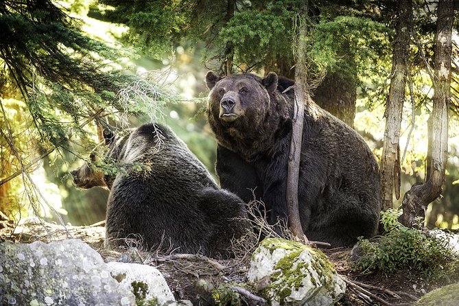 North Shore Day Trip From Vancouver: Capilano Suspension Bridge & Grouse Mtn - The Sum Up