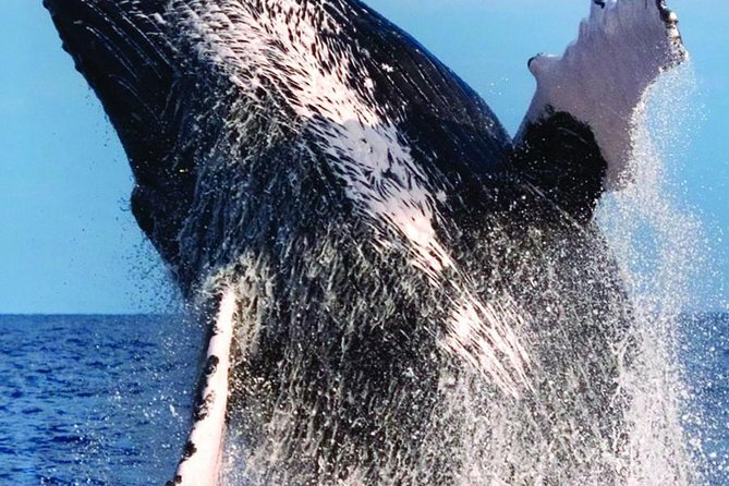Oahu Whale-Watching Excursion - The Sum Up