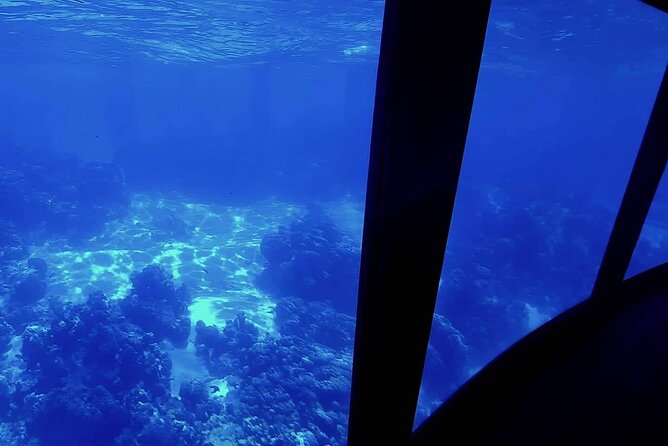 Observation of Marine Flora and Fauna in Bora Bora - Overview of Bora Boras Marine Life