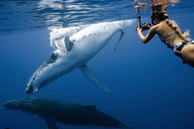 Ocean Wildlife Expedition; Swim With Whales, Sharks, & Rays Half-Day Boat Tour - The Sum Up