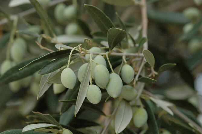 Olive Oil Tasting Tour - Common Questions