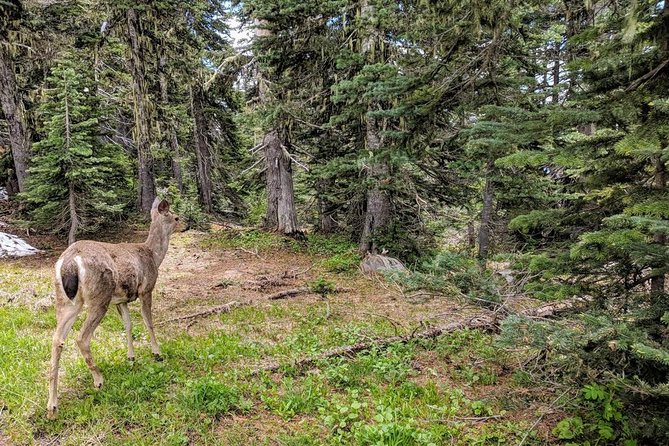 Olympic National Park Luxury Small-Group Day Tour With Lunch - Pricing and Booking