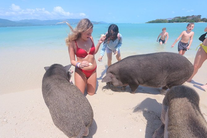 Pig Feeding, Kayaking, Snorkeling Trip at Pig Island By Speedboat From Koh Samui - The Sum Up