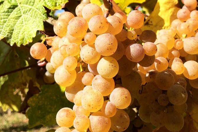 Pinot Noir & Pinot Wine Tour to Baden-Württemberg - Common Questions