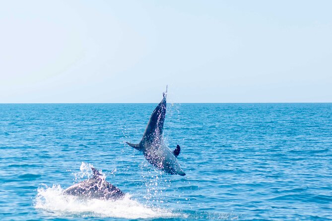 Portimão: World of Dolphins and Seabirds - Biologist on Board - Common Questions