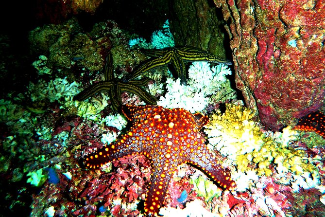 Premium Family Snorkeling Experience - Guide and Assistance Provided
