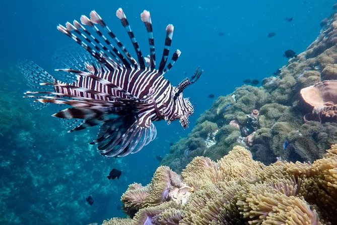 Premium Guided Scuba Diving Day Trip for Certified Divers - Common Questions