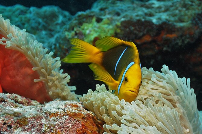 Private Boat for Your Introductory Dive (2 People) - With Video - Booking and Confirmation Details