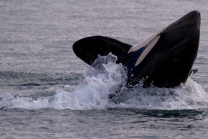 Private Charter - Marine Adventure and Whale Watching - The Sum Up