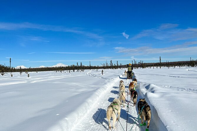Private Dog Sled Tour - Experience the Bond With Dogs