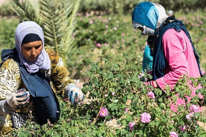 Private Excursion From Ouarzazate to Gorges Dades, Valley of Roses and Skoura - Pricing and Availability Details