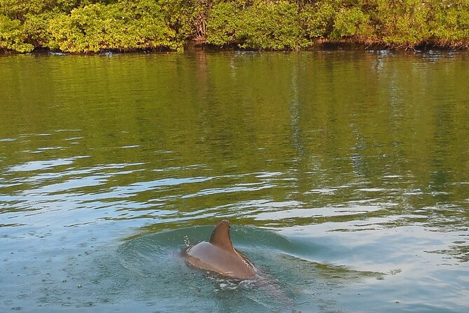 Private Guided Dolphin Sightseeing Cruise in St. Petersburg - Booking and Cancellation Policy