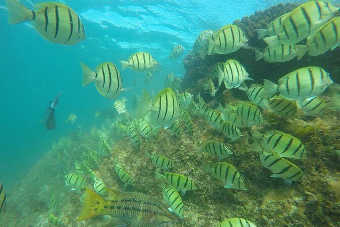 Private Guided Snorkeling in Cabo San Lucas - Common Questions