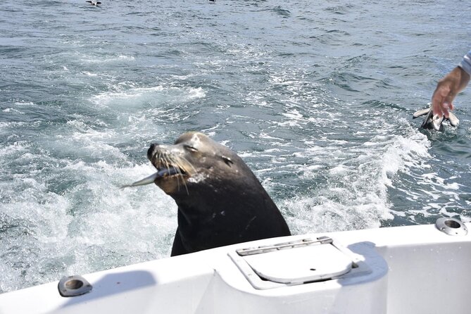 Private Half-day Deep Sea Fishing Charter in Cabo San Lucas - Common Questions