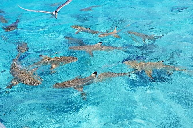 Private Half-Day Excursion on the Lagoon of Bora Bora - Pickup Points Available