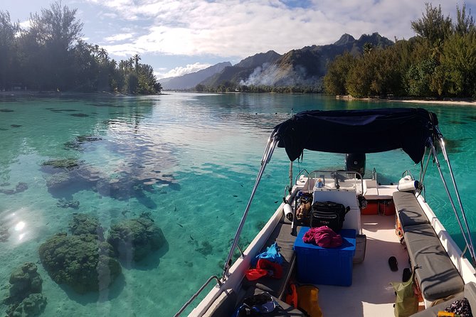 Private Half-Day Snorkeling Tour, Moorea - Traveler Photos and Reviews