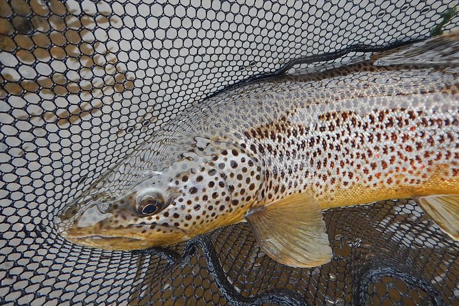 Private Lake and River Fishing Tour From Reykjavik - The Sum Up