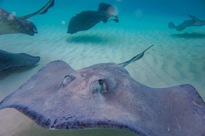 Private, Luxury, Custom Charters to Stingray City, Snorkeling & More - Memorable Experiences and Stunning Photography