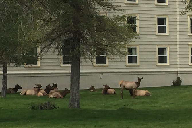 Private “Pet Friendly” Yellowstone National Park Tours by CWA - Inclusions