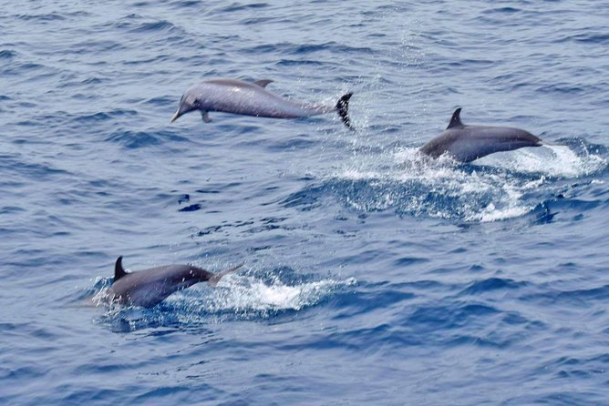 Private Premium Whale and Dolphin Safari St Lucia - Spotting Whales in the Wild