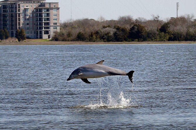 Private Sailing/Dolphin & History Tours on Mystique - The Sum Up
