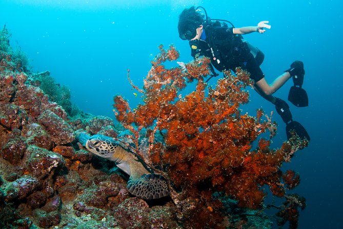 Private Scuba Diving Puerto Vallarta Undersea - The Sum Up