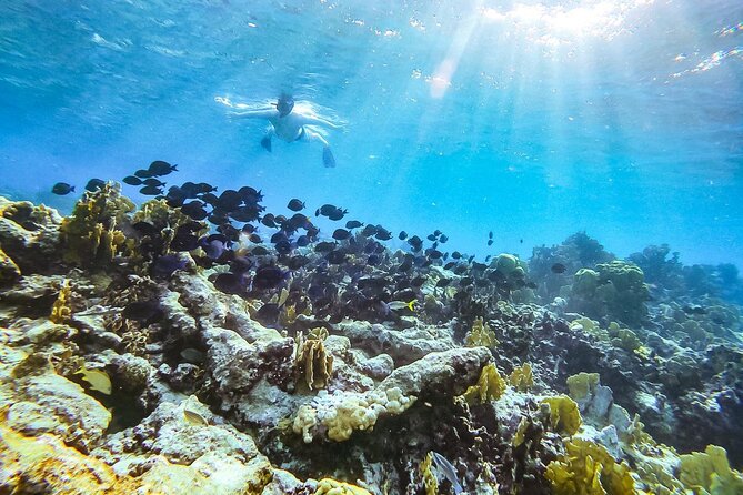 Private Snorkel With 2 Stops in Aruba - Eco-Friendly! - Common Questions