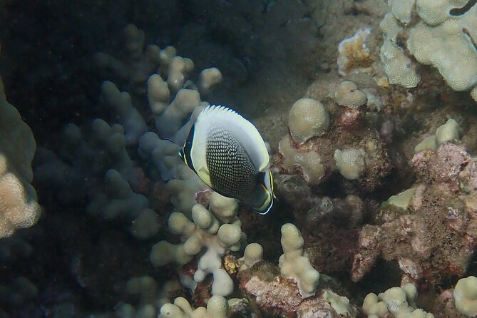 Private South Maui Turtle Town Snorkeling and Kayaking Tour - Common Questions