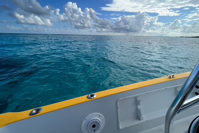 Private: Stingray City, Starfish, Snorkeling - 6 Guests - The Sum Up