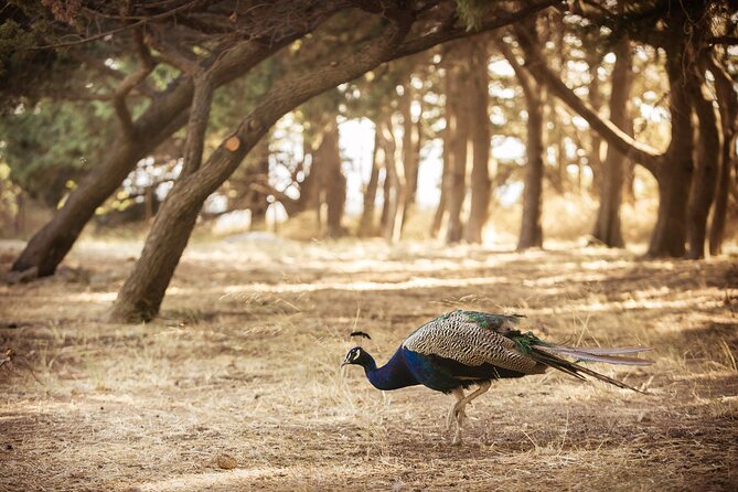 Private Tour: Best of Rhodes in One Day (Full Island Tour) - Valley of the Butterflies