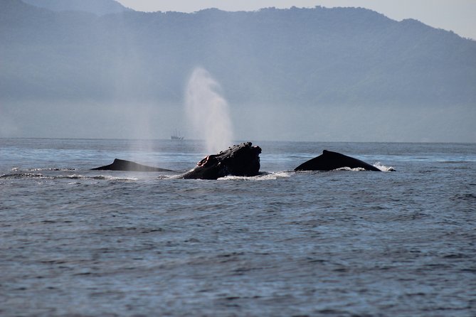 Private Whale Watching Tour in Puerto Vallarta - Common Questions
