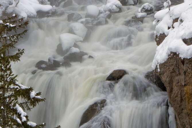 Private Yellowstone Winter Wolf Watching and Wildlife Safari - The Sum Up