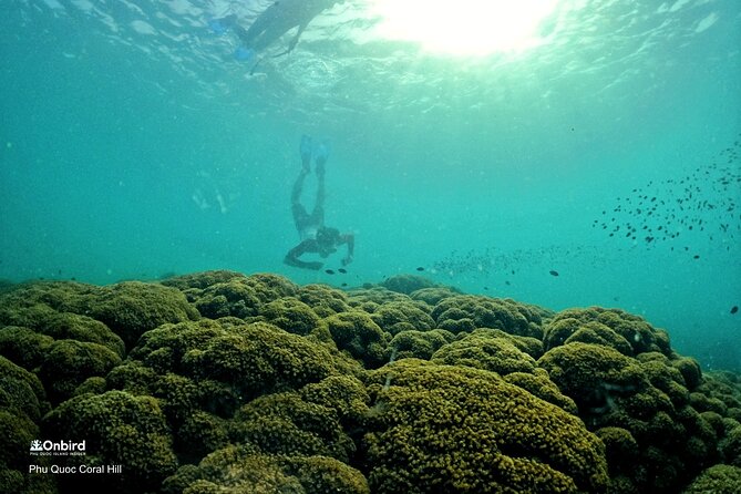 PROFESSIONAL SNORKELING to Explore Hidden Coral Spots (MAX 9 PAX) - Contact Information and Terms