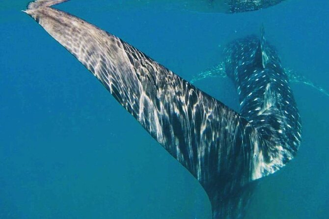 Reduced Group Whale Shark Tour - Pricing and Availability