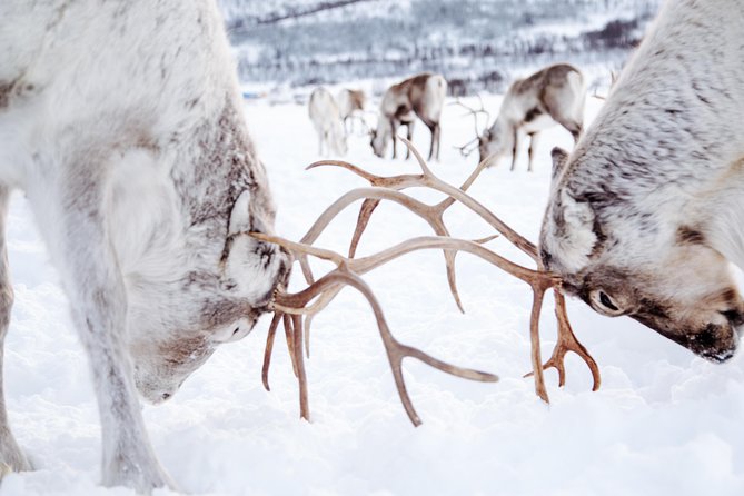 Reindeer Visit, and Sami Culture Including Lunch From Tromso - Pricing, Booking, and Contact Information