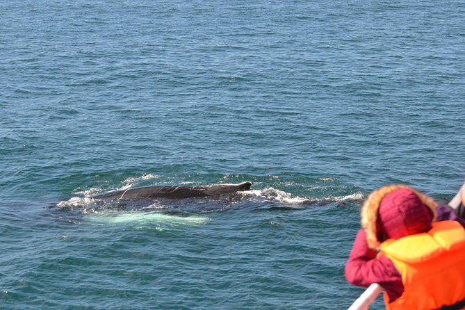 Reykjavik Two-In-One: Whales & Puffins - Common Questions