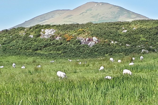 Ring of Kerry Private Day Tour - The Sum Up