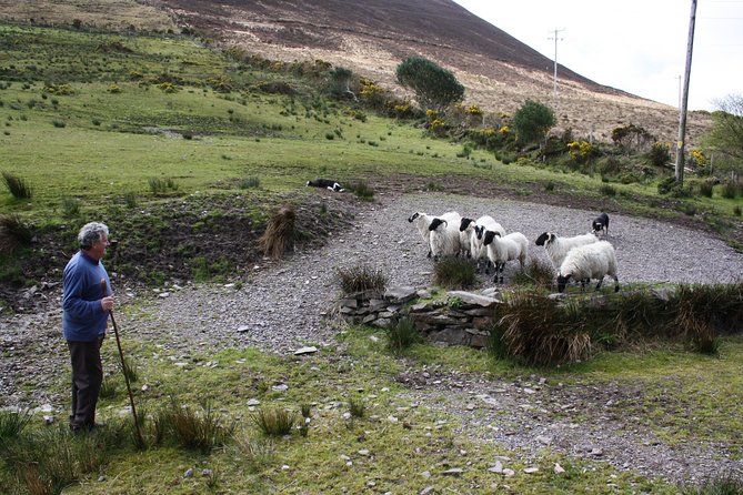 Ring of Kerry Tour From Killarney Inc Killarney National Park - Pricing and Booking Details