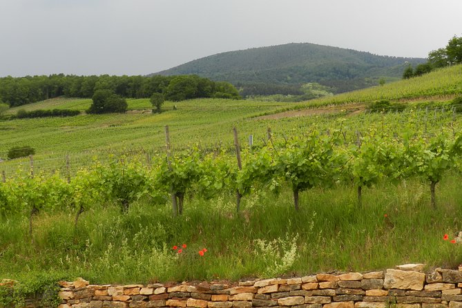 Safari-Tour Village Du Vignobles: 1 Day, 4 Villages & 1 Wine Tasting - Common Questions