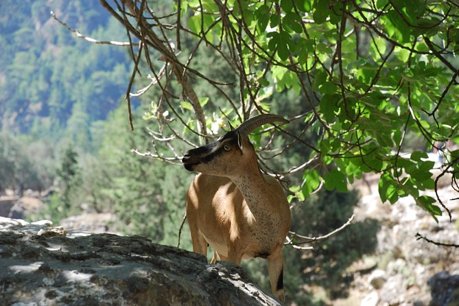 Samaria Gorge Trek: Full-Day Excursion From Rethymno - Tips for a Successful Trek