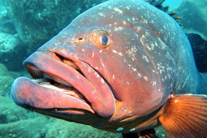 Scuba Diving Experience in Madeira - The Sum Up